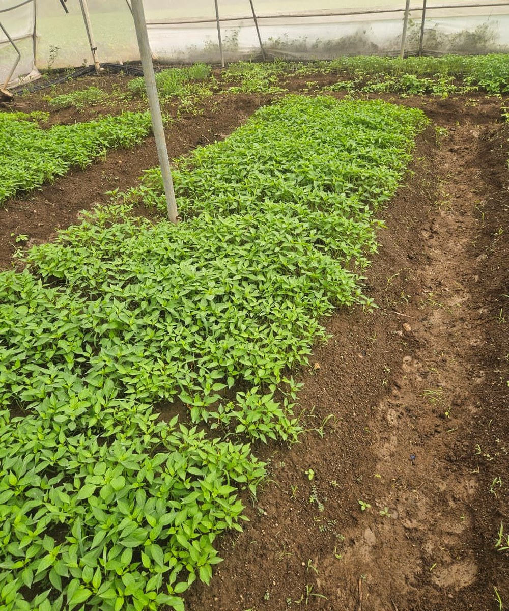Vegetable nursery bed