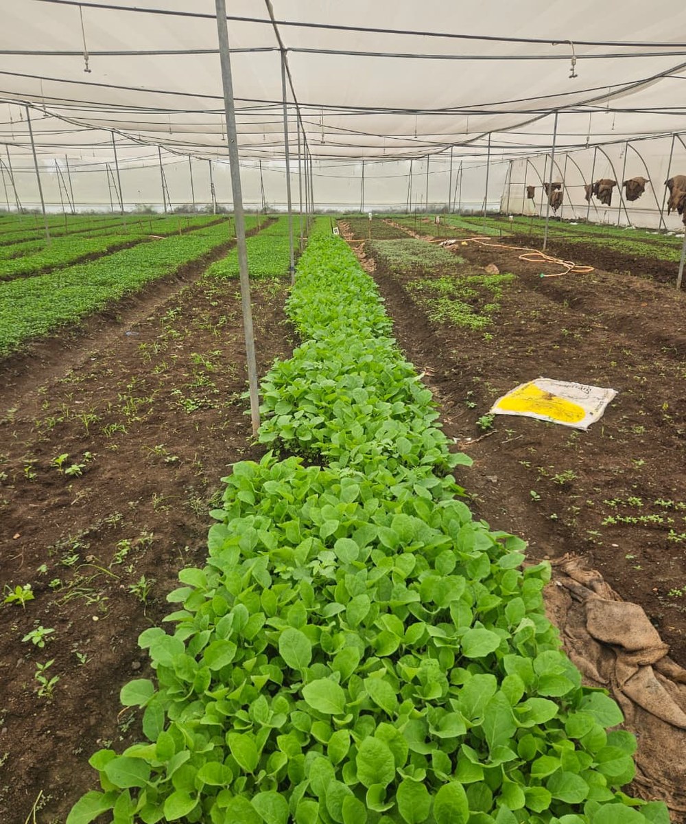 Vegetable seedling nursery under protected structure